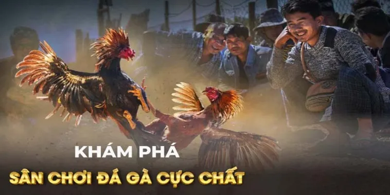 Cách Chơi Đá Gà Ga28 Sunwin Chi Tiết Kèo Cược Và Kinh Nghiệm 2026