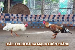 Cách Chơi Đá Gà Sabong Tại Sunwin Chi Tiết Cho Người Mới Bắt Đầu