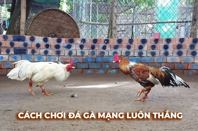 Cách Chơi Đá Gà Sabong Tại Sunwin Chi Tiết Cho Người Mới Bắt Đầu